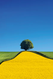 Yellowcurve