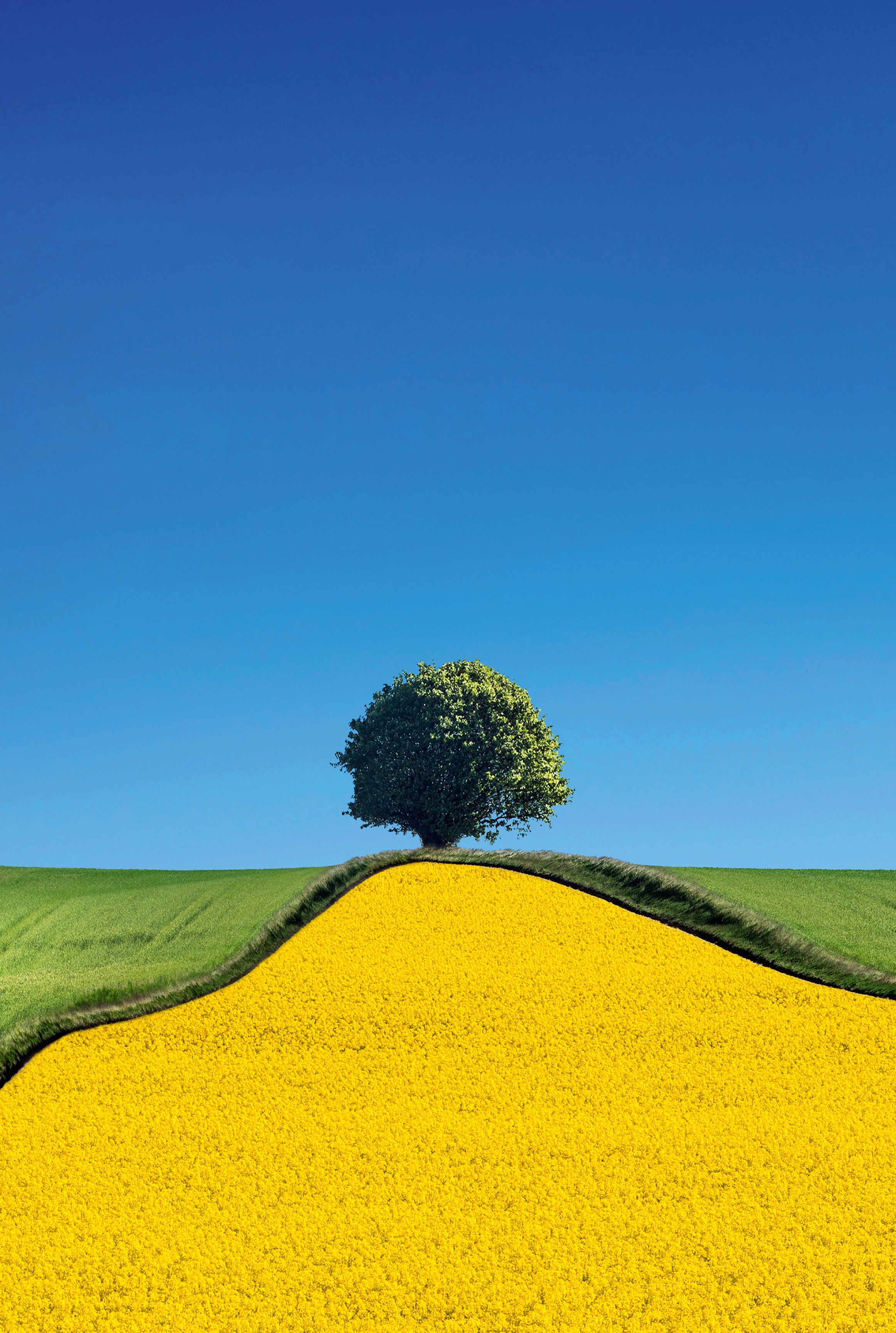 Yellowcurve