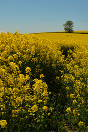Yellowhorizon