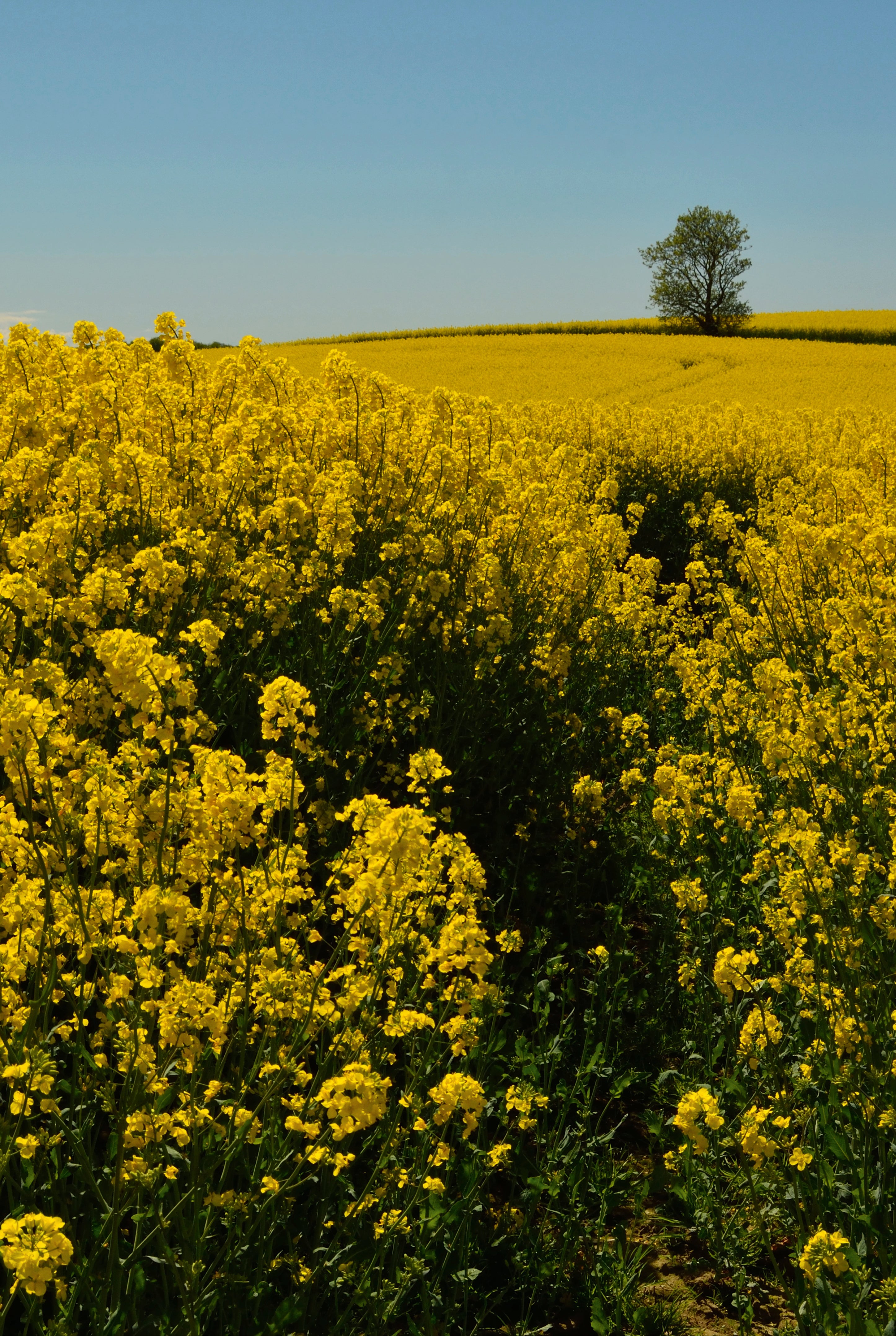 Yellowhorizon