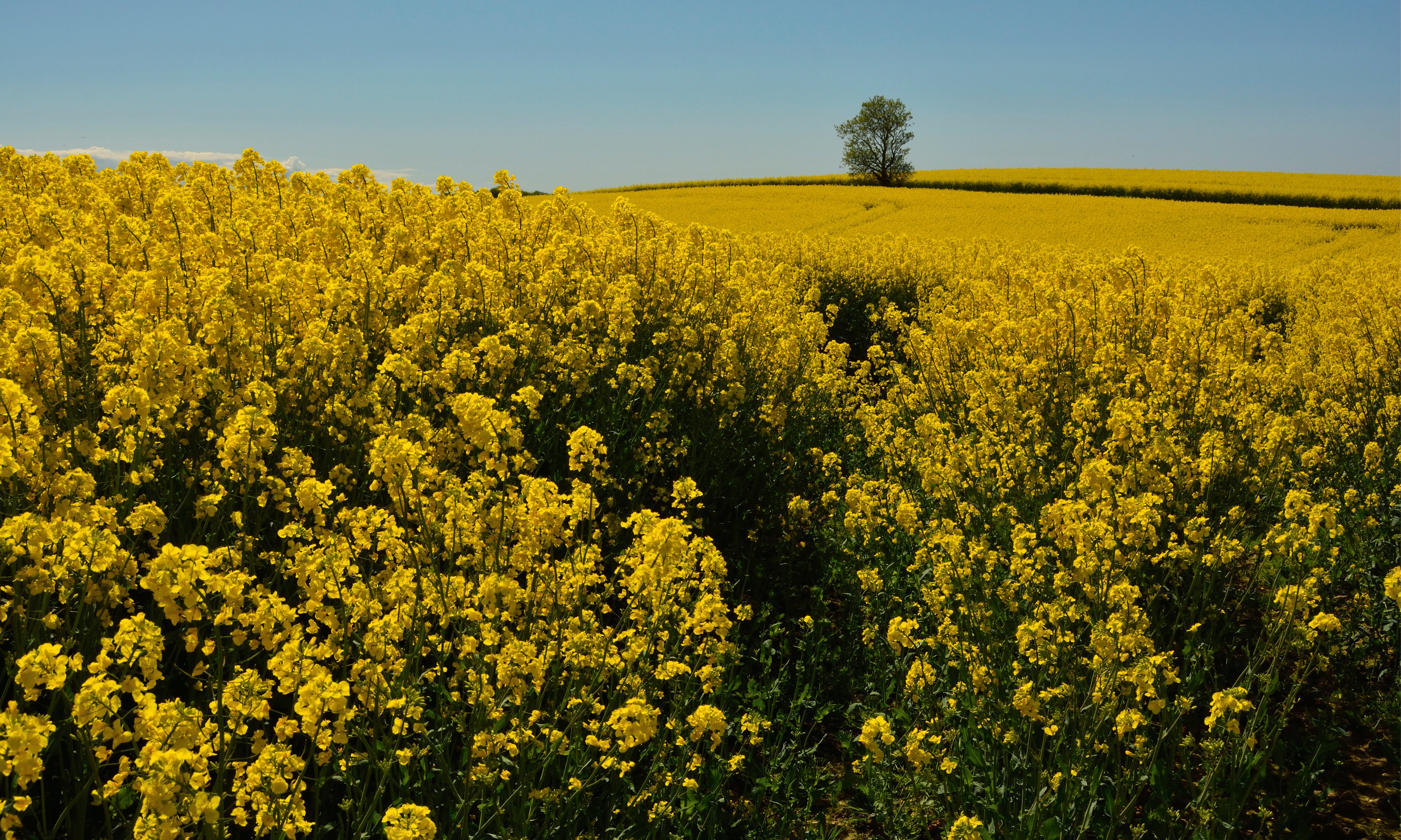 Yellowhorizon-150x100cm.jpg
