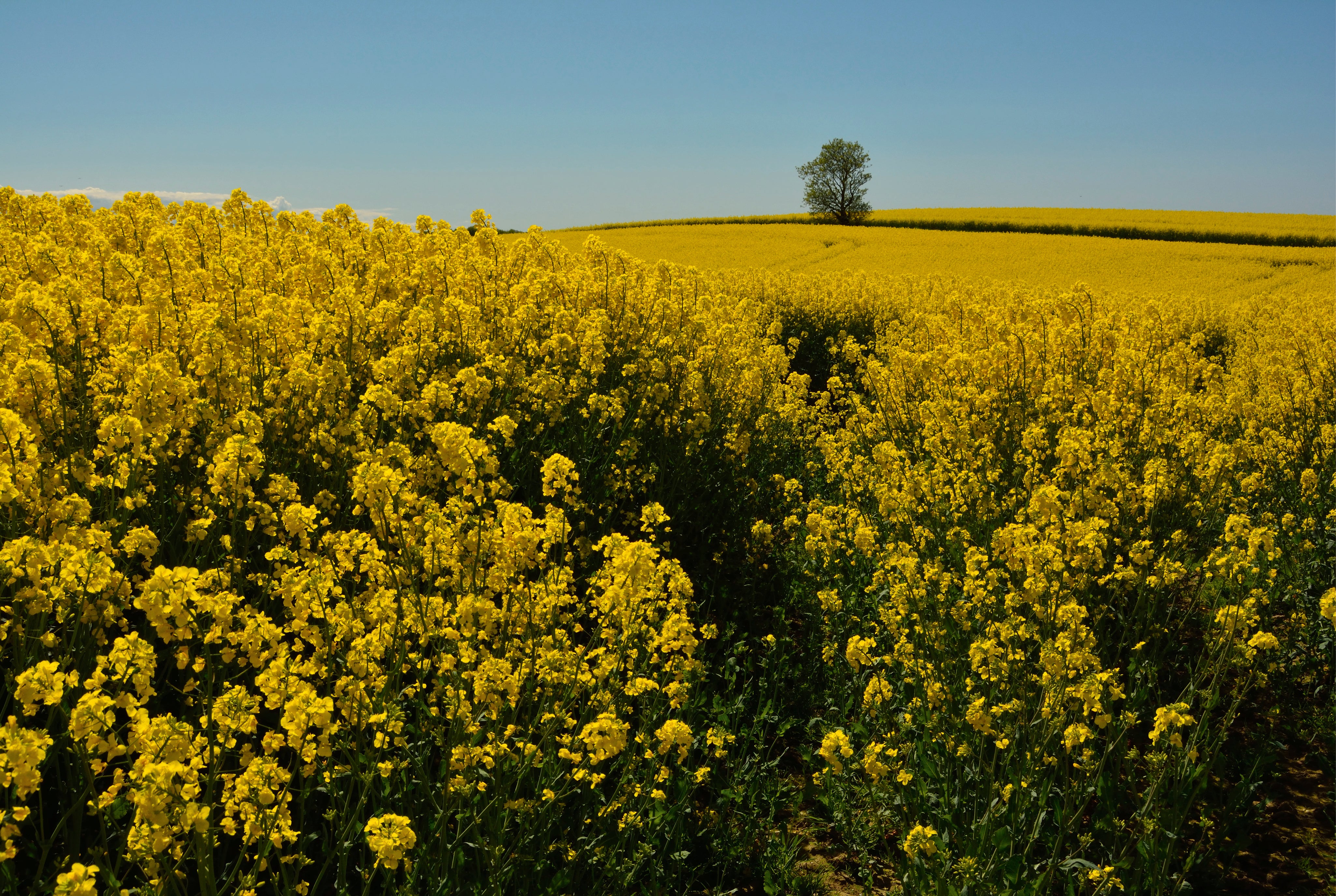Yellowhorizon-150x100cm.jpg