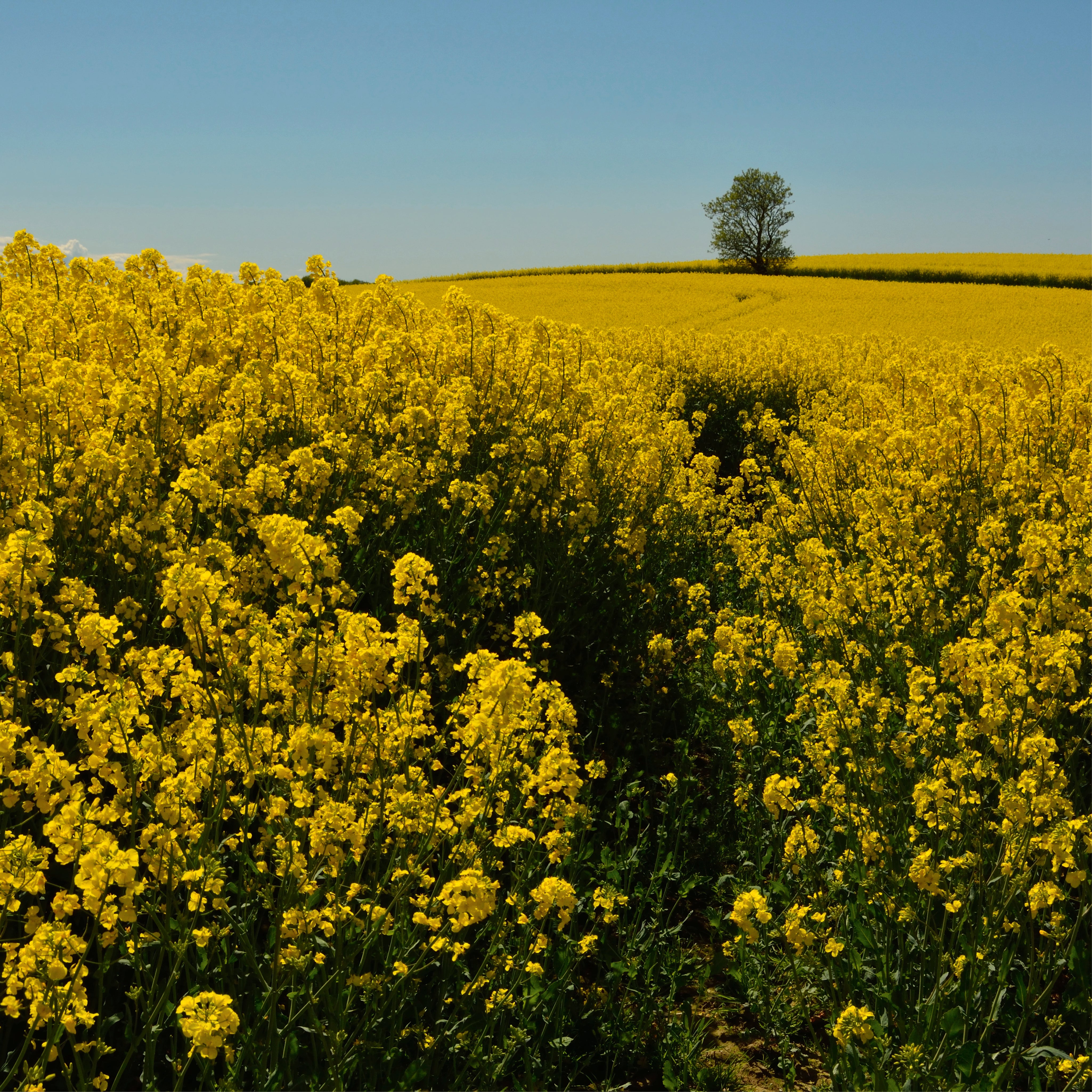 Yellowhorizon
