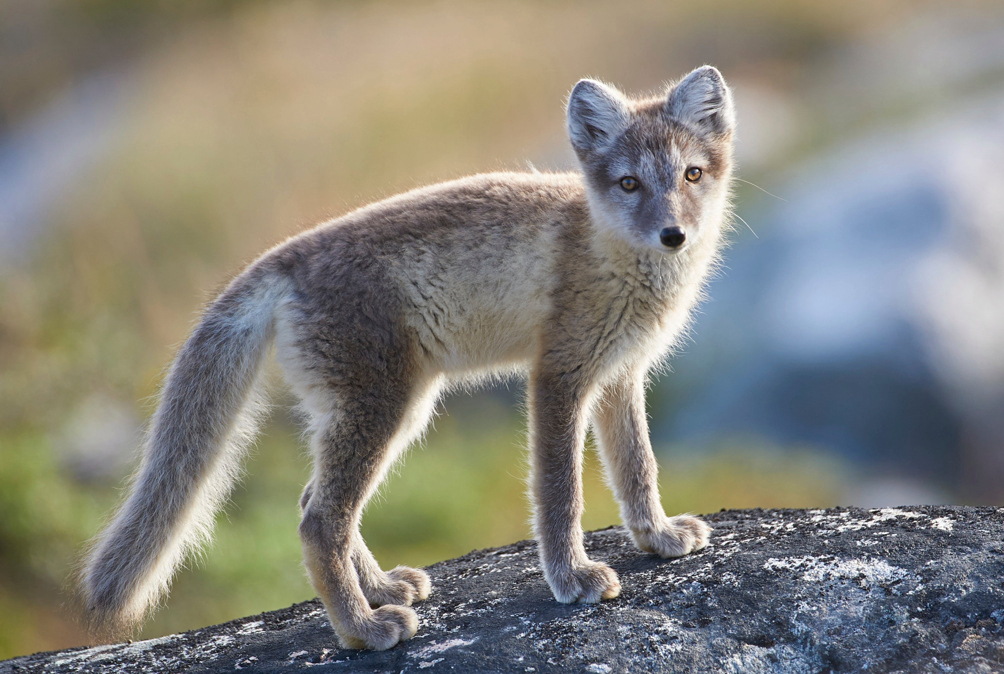 Young explorer