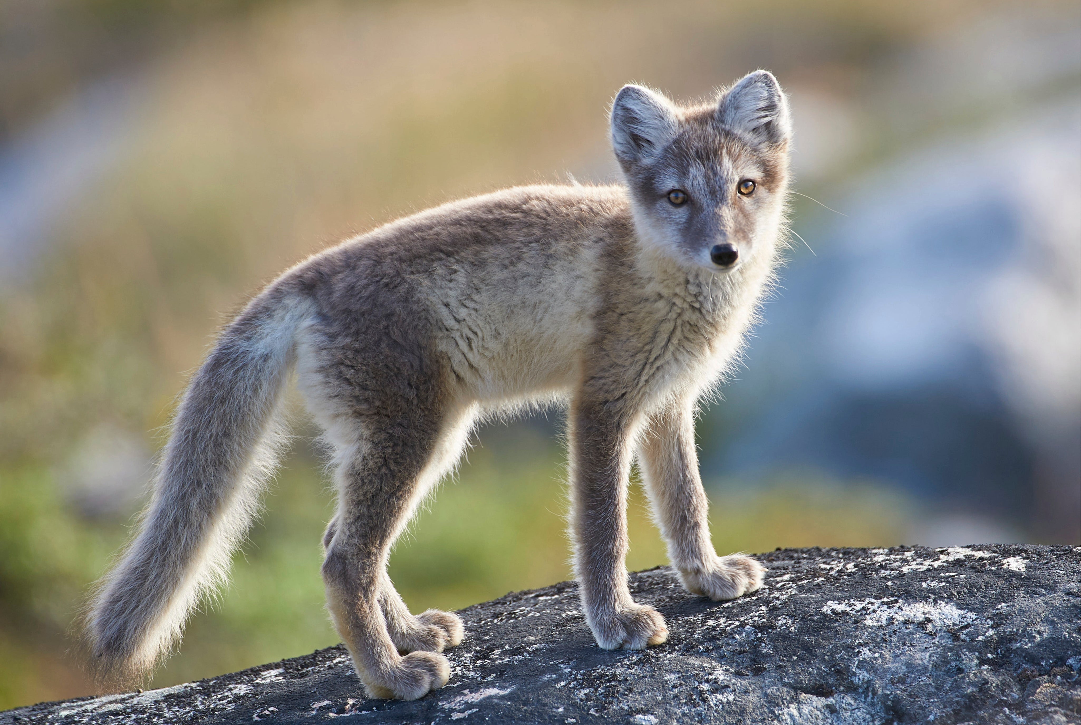 Young explorer